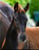 Annuncio cavallo