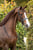 Paardadvertentie