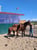 Annuncio cavallo