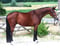 Horse ad