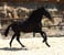 Horse ad