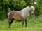 Horse ad