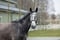 Horse ad