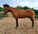 Horse ad