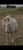 Horse ad
