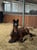 Horse ad