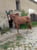 Horse ad