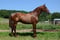 Horse ad