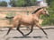 Horse ad