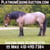 Annuncio cavallo