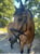 Annuncio cavallo