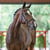 Annuncio cavallo