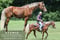 Annuncio cavallo