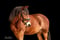 Horse ad
