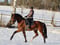 Horse ad