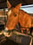 Horse ad