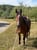 Horse ad