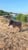Horse ad