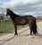 Annonce cheval