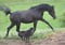 Horse ad