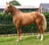 Annuncio cavallo