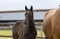 Annonce cheval