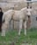Horse ad