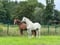 Horse ad