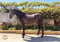 Annuncio cavallo