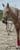 Horse ad