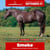 Annonce cheval