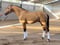 Horse ad