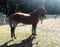 Horse ad