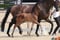 Annuncio cavallo