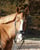 Horse ad