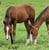 Horse ad