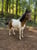 Annonce cheval
