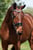 Horse ad