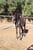 Annuncio cavallo