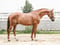 Horse ad