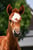 Annuncio cavallo