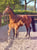 Horse ad