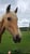 Horse ad