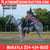 Horse ad