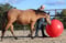 Horse ad