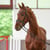 Paardadvertentie