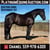Horse ad