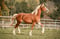 Horse ad