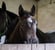 Annuncio cavallo