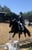 Horse ad